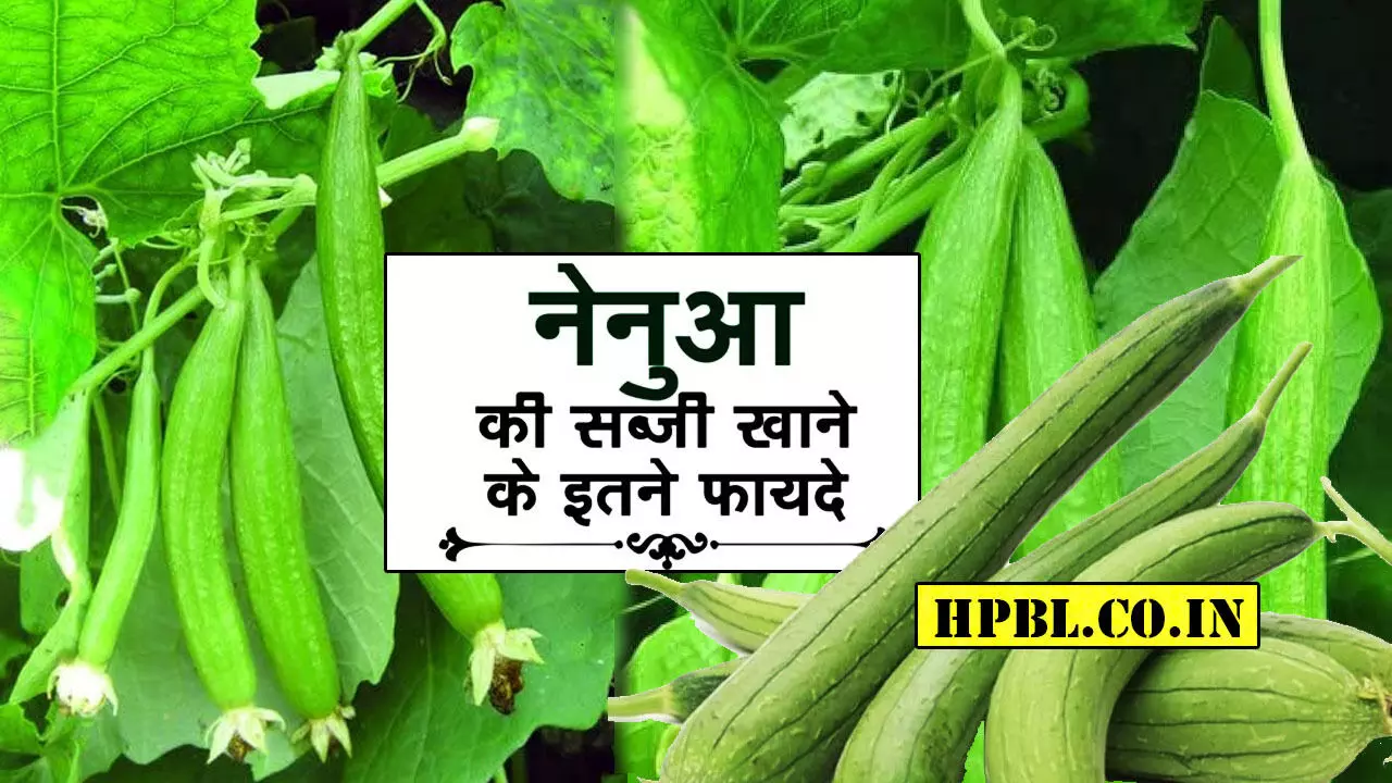 नेनुआ की सब्जी करेगी कैंसर खत्म: इस सब्जी में अद्भूत गुण, 10 तरीके की बीमारी में है ये संजीवनी, जानिये फायदा व नुकसान