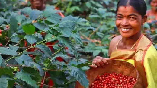 What Is Araku Coffee : क्या है अराकू कॉफी, कैसे इसकी खेती आदिवासियों की बदल रही है जिंदगी?