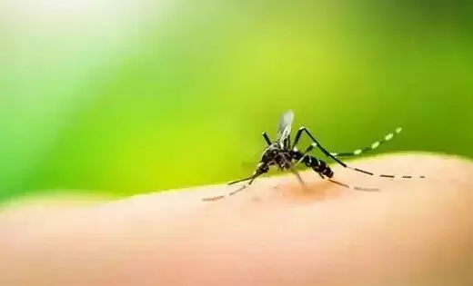 Zika Virus : भरता में एक और संक्रमण का खतरा ! जानें कितना खतरनाक है जीका वायरस