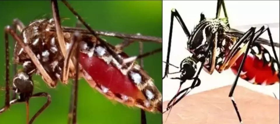 Dengue prevention tips:  कैसे दिखते हैं डेंगू के मच्छर? जान लें तरीका, कभी नहीं होंगे बीमार