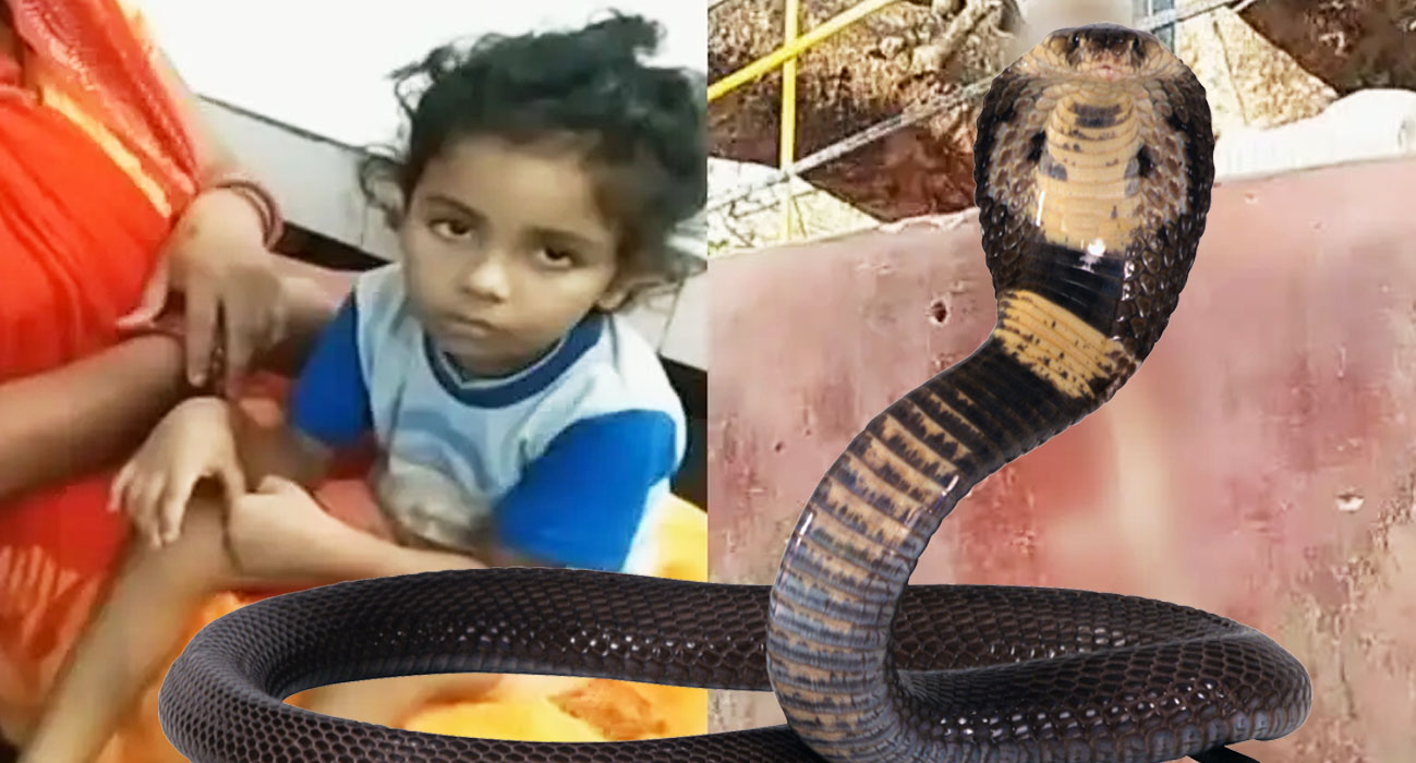 दैविय चमत्कार या...! : 4 साल के बच्चे को डंसते ही कोबरा सांप की हो गयी मौत.... सेकंड भर में मर गया सांप..डाक्टर भी हैरान