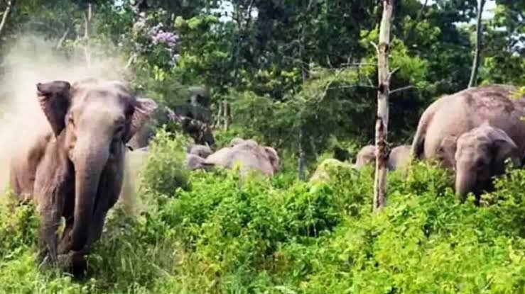 झारखंड में जंगली हाथियों का आतंक, 26 वर्षीय व्यक्ति को कुचला कर उतारा मौत के घाट