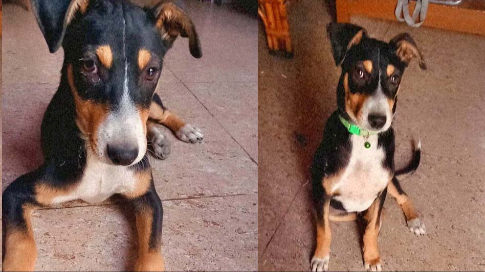 जज का कुत्ता हुआ चोरी, पुलिस ने 14 लोगों पर दर्ज किया मामला,  कुत्ते के भौंकने पर हुई थी लड़ाई