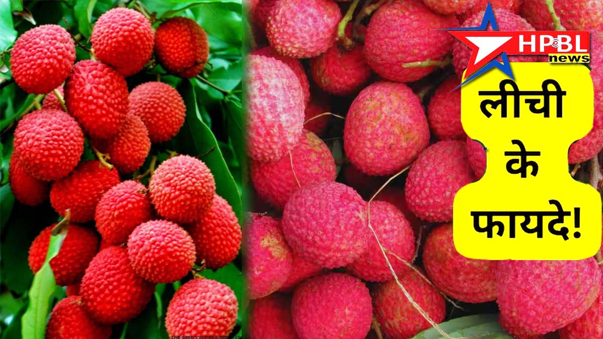 लीची के 7 चमत्कारिक गुण: ब्लड प्रेशर होता है कंट्रोल, कैंसर की कोशिकाओं को भी मारता है,  जानिये इस स्वादिष्ट फल के औषधीय गुण