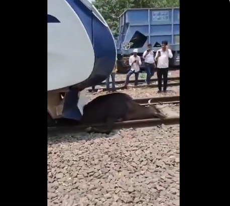 VIDEO: ...जब गाय को बचाने वंदे भारत ट्रेन उलटी चली, VIDEO सोशल मीडिया में जमकर हो रहा वायरल, आपने देखा क्या...
