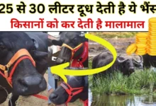 Murrah Buffalo: ऐसी भैंस जो रोजाना देती है 25 से 30 लीटर दूध? ऐसी भैस की कीमत?