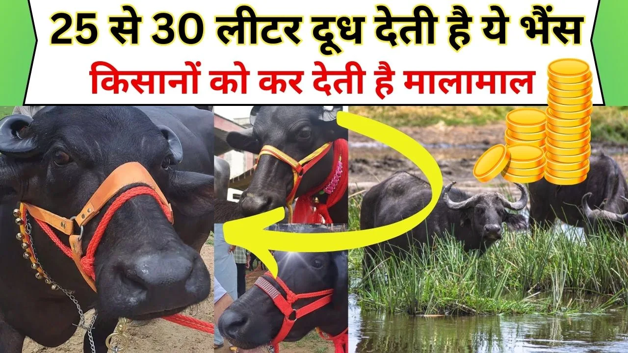 Murrah Buffalo: ऐसी भैंस जो रोजाना देती है 25 से 30 लीटर दूध? ऐसी भैस की कीमत?