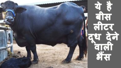 Murrah Buffalo: ऐसी भैंस जो की रोजाना देती है 20 से 30 लीटर दूध ? ऐसी भैस की कीमत क्या हो सकती है?जाफरबादी