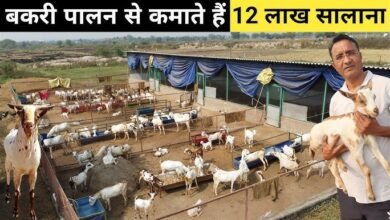 Business Ideas: Goat Farming, इस कमाल की बकरी को लाए घर बना देगी आपको लाखो का मालिक