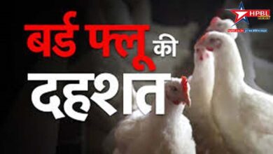 Bird flu continues to wreak havoc in Maharashtra, panic created due to death of 6,831 chickens in Kherda village