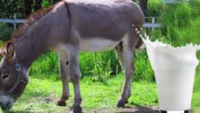 Donkey Milk: