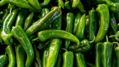 #GreenChilliBenefits ,#DiabetesSuperfood ,#BPControlNaturally, #HealthySpice ,#AyurvedaSeHealth ,#MirchMeinSehat ,#HarDinHealthy ,#SugarKeLiyeBest, #NaturalInsulinBooster, #HeartHealthTips