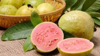 HEALTH TIPS: अमरूद सिर्फ फल नहीं...कई बीमारियों का रामबाण इलाज...