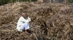 Farmer Suicides India: किसानों की जिंदगी पर भारी पड़ रहा कर्ज? सामने आया चौंकाने वाला आंकड़ा, इस राज्य में सबसे ज्यादा आत्महत्याएं